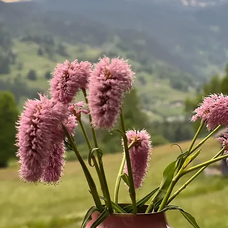 Apartment Velvet Eiger *