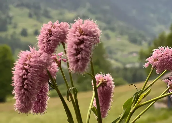 아파트 Velvet Eiger *